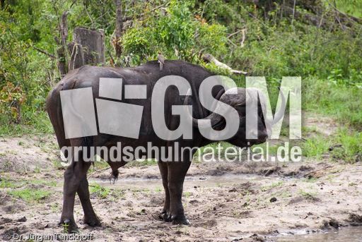 Afrikanischer Büffel (49 von 102).jpg